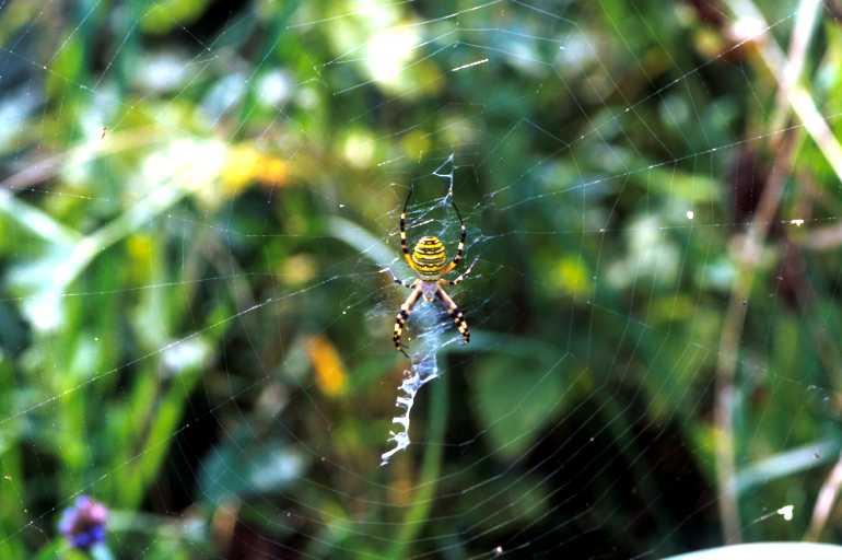 Argiope_bruennichi_P1465_Z_90_Les Gris_Frankrijk.jpg
